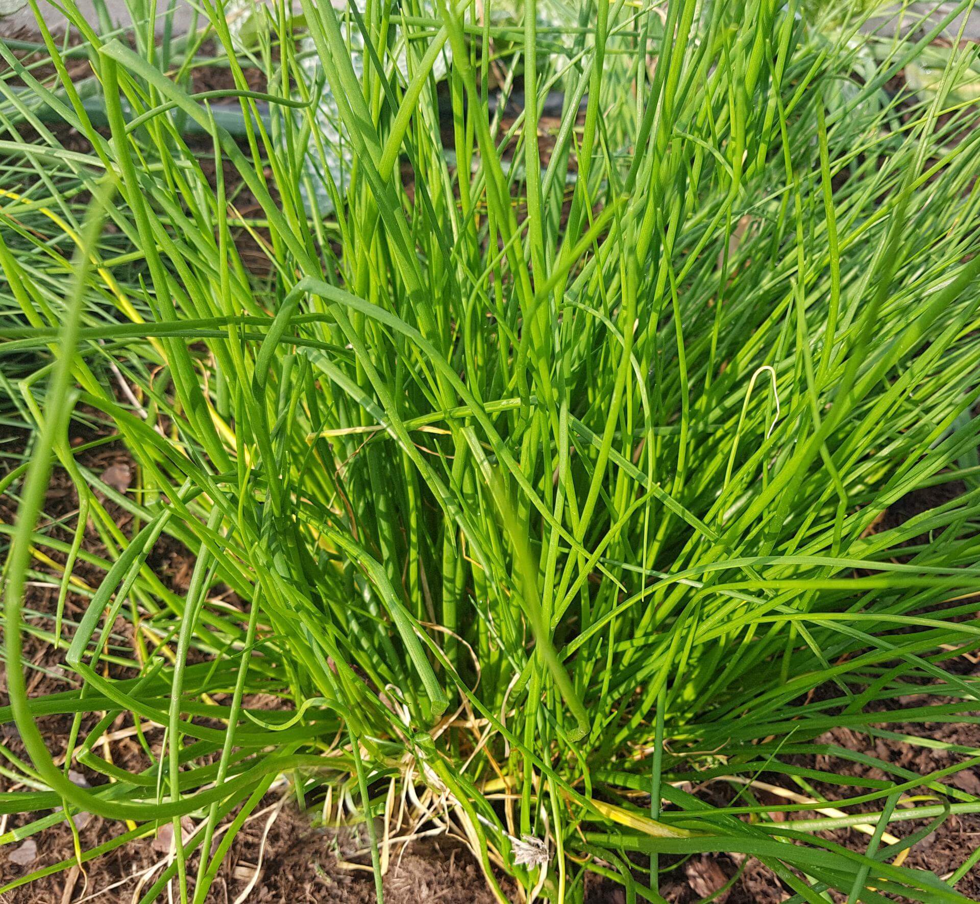 Weißer Schnittlauch / Allium schoenoprasum 'Corsican White'