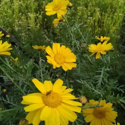Foto von Saat-Wucherblume (Glebionis segetum)