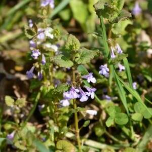 Glechoma hederacea