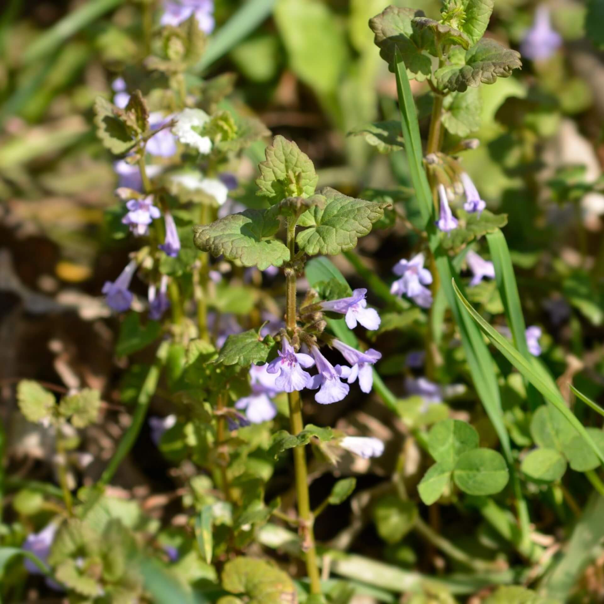 Gundermann (Glechoma hederacea)