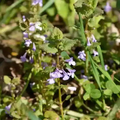 Foto von Gundermann (Glechoma hederacea)
