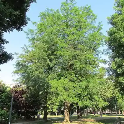Foto von Amerikanische Gleditschie (Gleditsia triacanthos)