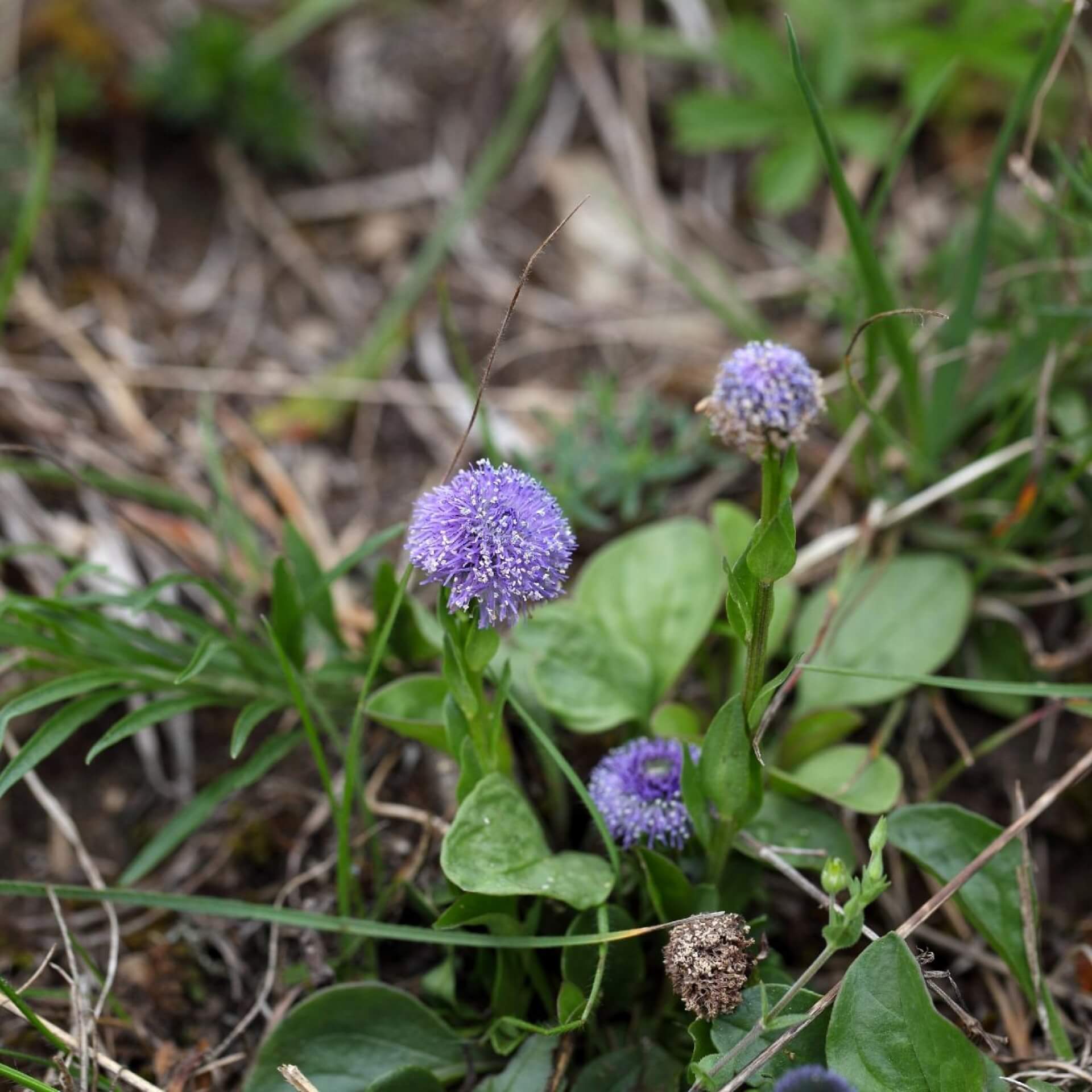 Kugelblume (Globularia bisnagarica)