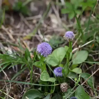 Foto von Kugelblume (Globularia bisnagarica)