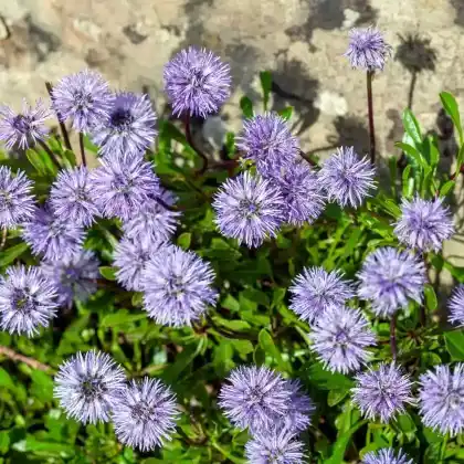 Foto von Herzblättrige Kugelblume (Globularia cordifolia)