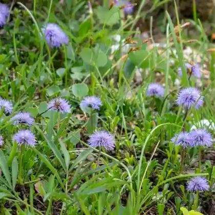 Foto von Nacktstängelige Kugelblume (Globularia nudicaulis)