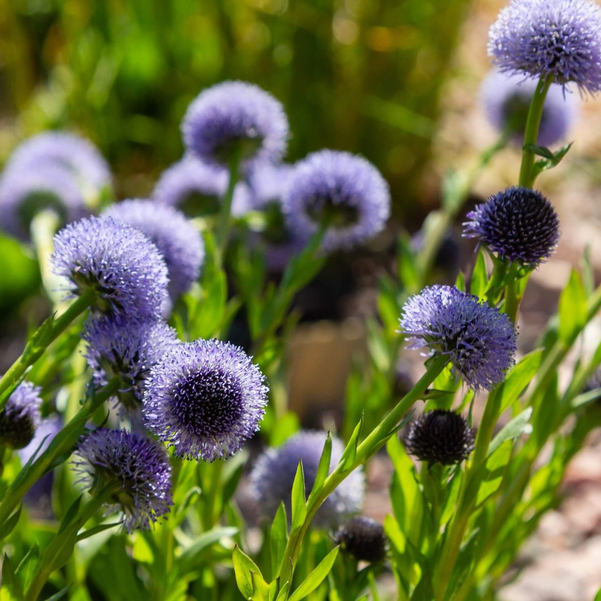 Echte Kugelblume (Globularia punctata)