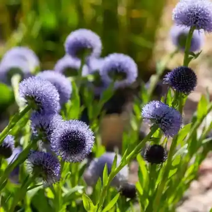 Foto von Echte Kugelblume (Globularia punctata)