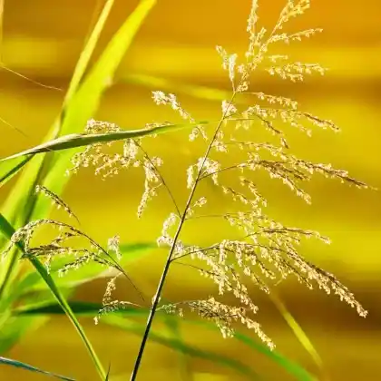 Foto von Wasser-Schwaden (Glyceria maxima)