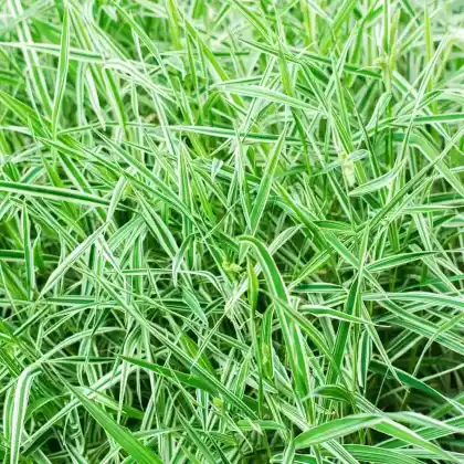 Foto von Wasser-Schwaden 'Variegata' (Glyceria maxima 'Variegata')