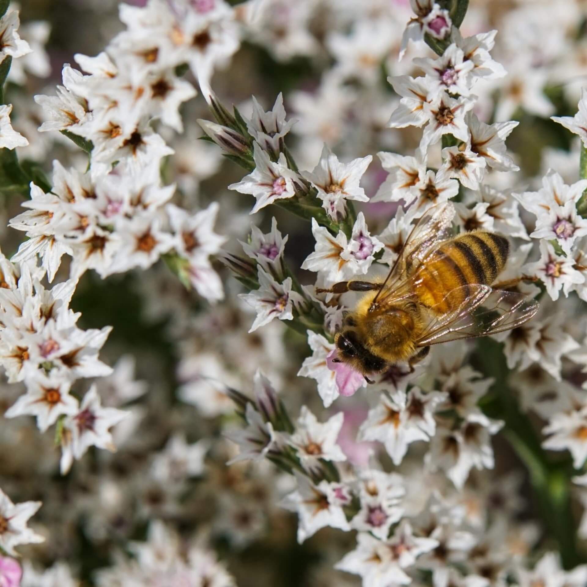 Tatarenschleier (Goniolimon tataricum)