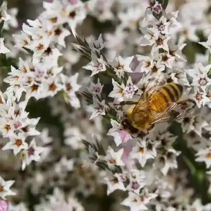 Foto von Tatarenschleier (Goniolimon tataricum)