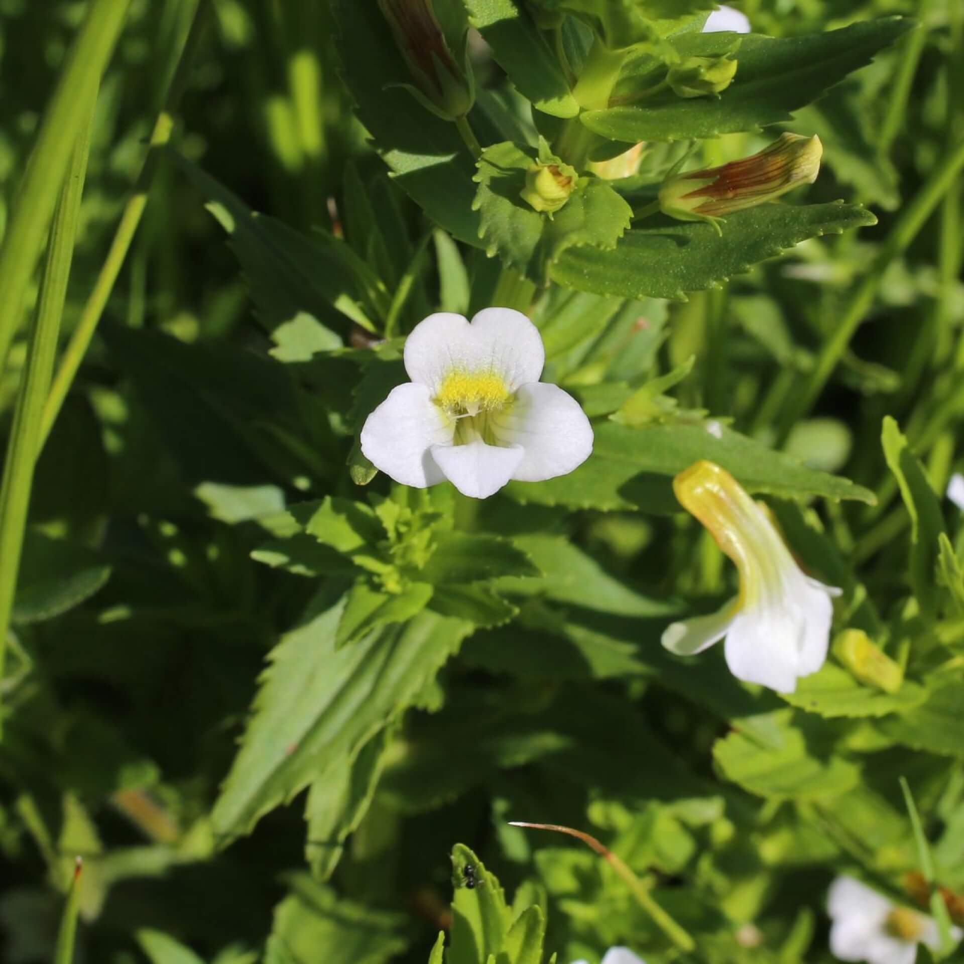 Gottes-Gnadenkraut (Gratiola officinalis)