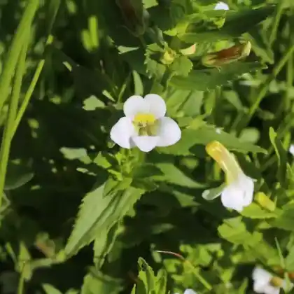 Foto von Gottes-Gnadenkraut (Gratiola officinalis)
