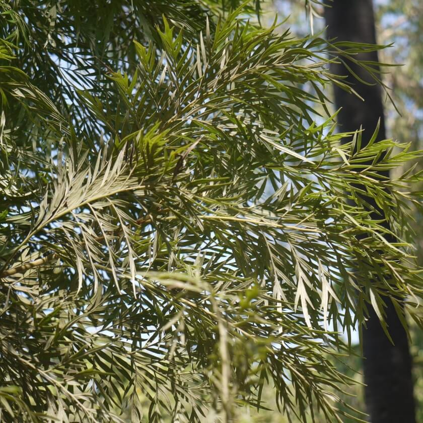 Australische Silbereiche / Grevillea robusta