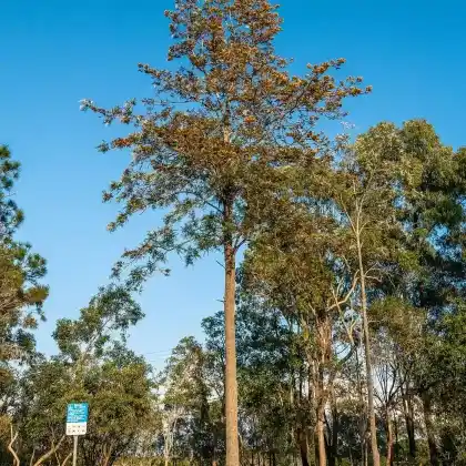 Foto von Australische Silbereiche (Grevillea robusta)