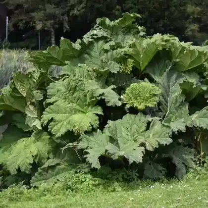 Foto von Mammutblatt (Gunnera tinctoria)