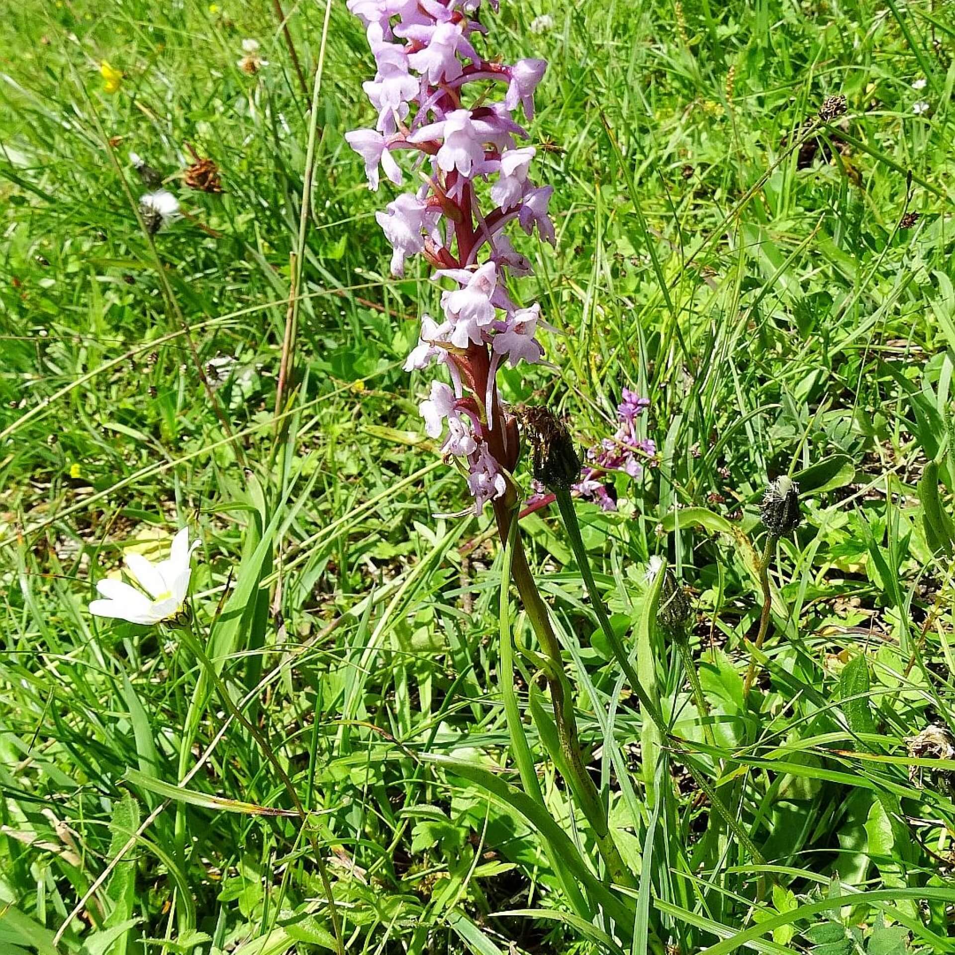 Große Händelwurz (Gymnadenia conopsea)