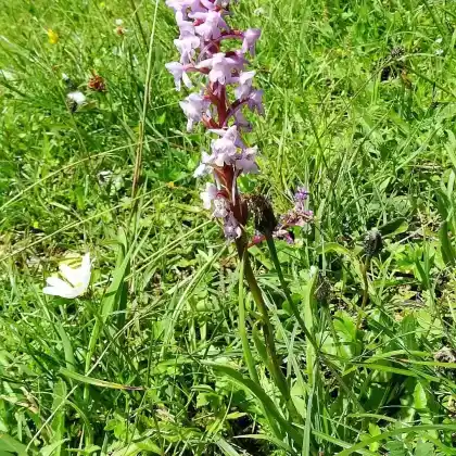 Foto von Große Händelwurz (Gymnadenia conopsea)