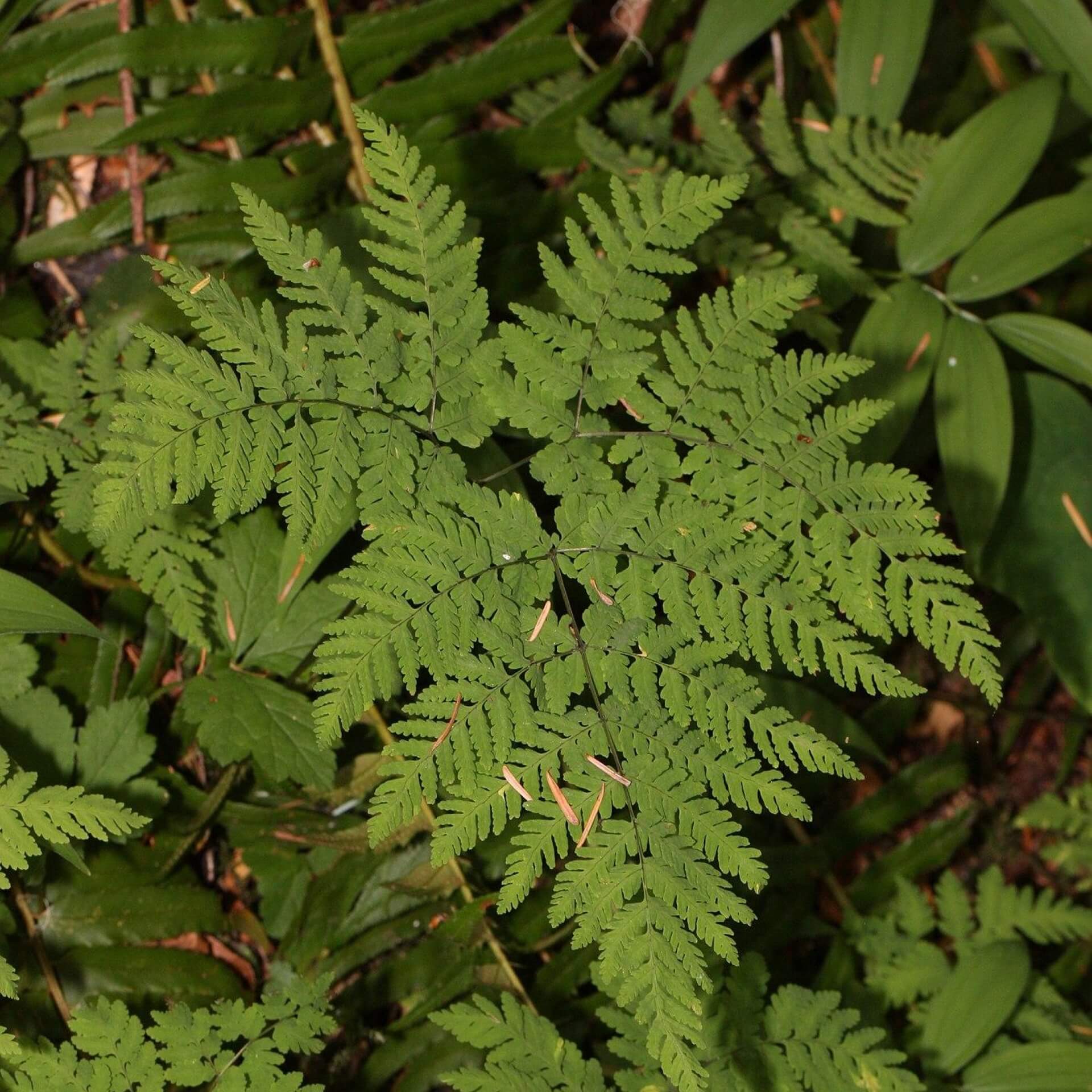 Eichenfarn (Gymnocarpium dryopteris)