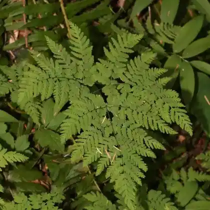 Foto von Eichenfarn (Gymnocarpium dryopteris)