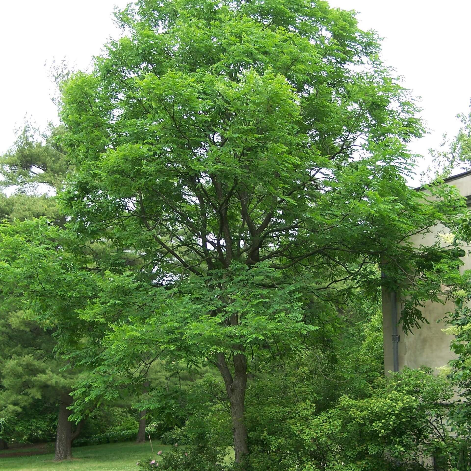 Geweihbaum (Gymnocladus dioicus)