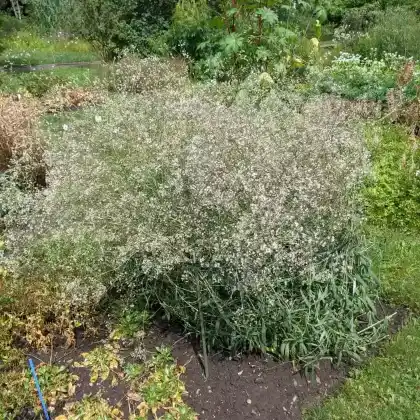 Foto von Ebensträußiges Gipskraut (Gypsophila fastigiata)