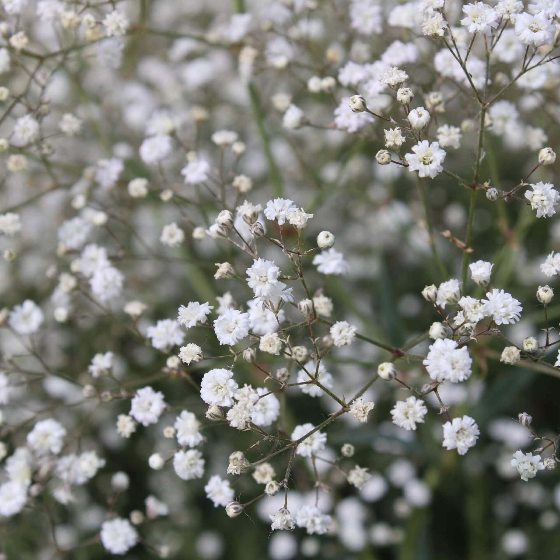 Rispiges Schleierkraut (Gypsophila paniculata)