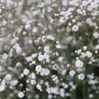 Foto von Rispiges Schleierkraut (Gypsophila paniculata)