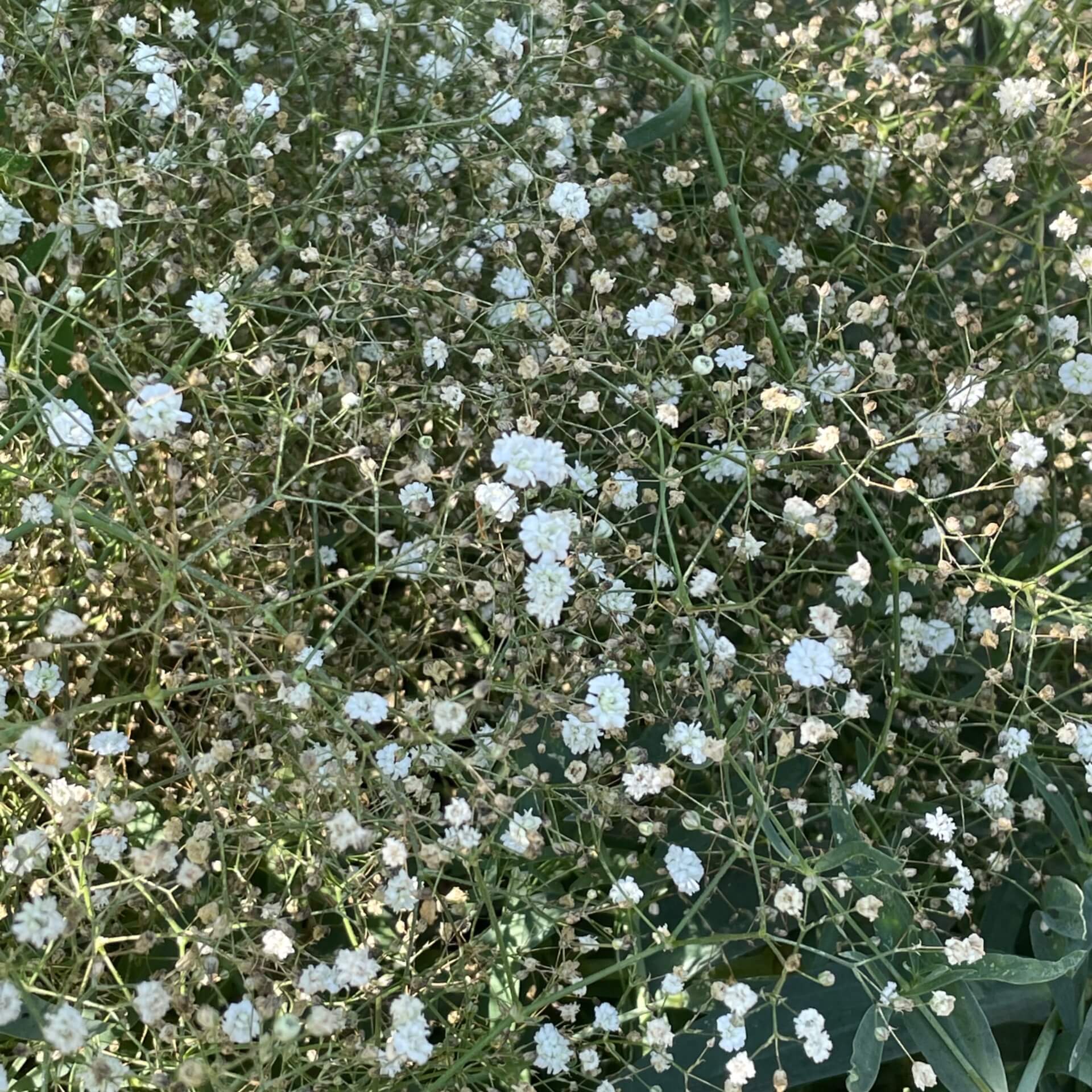 Schleierkraut 'Bristol Fairy' (Gypsophila paniculata 'Bristol Fairy')