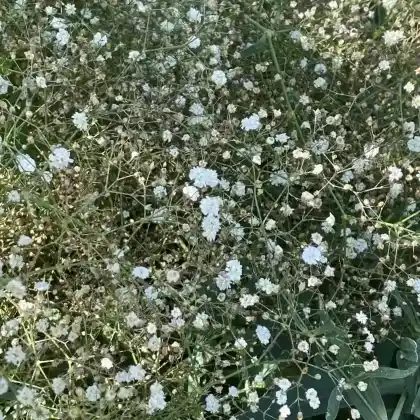 Foto von Schleierkraut 'Bristol Fairy' (Gypsophila paniculata 'Bristol Fairy')