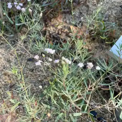 Foto von Schleierkraut 'Compacta Plena' (Gypsophila paniculata 'Compacta Plena')