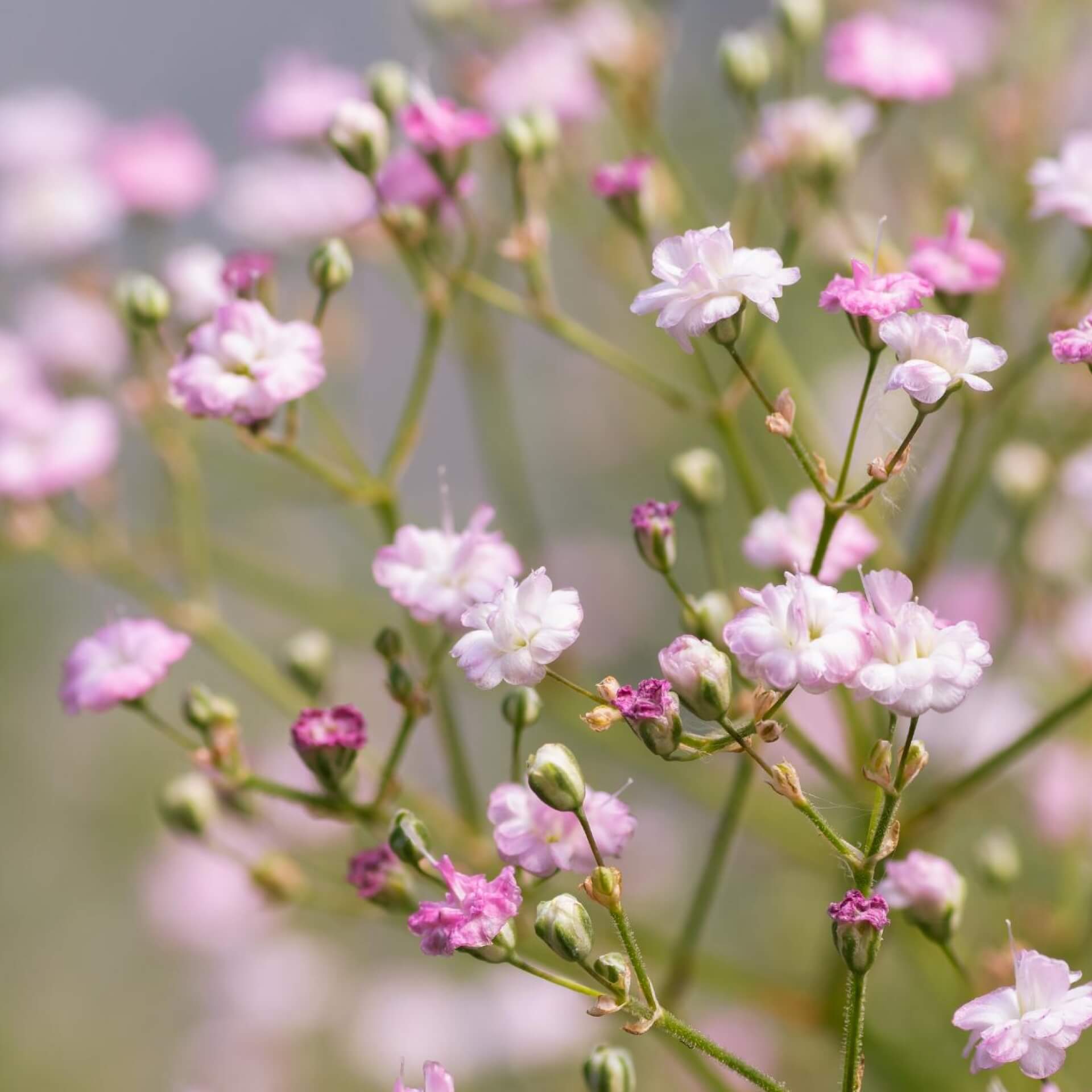 Schleierkraut 'Flamingo' (Gypsophila paniculata 'Flamingo')