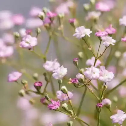 Foto von Schleierkraut 'Flamingo' (Gypsophila paniculata 'Flamingo')