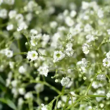 Foto von Schleierkraut 'Schneeflocke' (Gypsophila paniculata 'Schneeflocke')