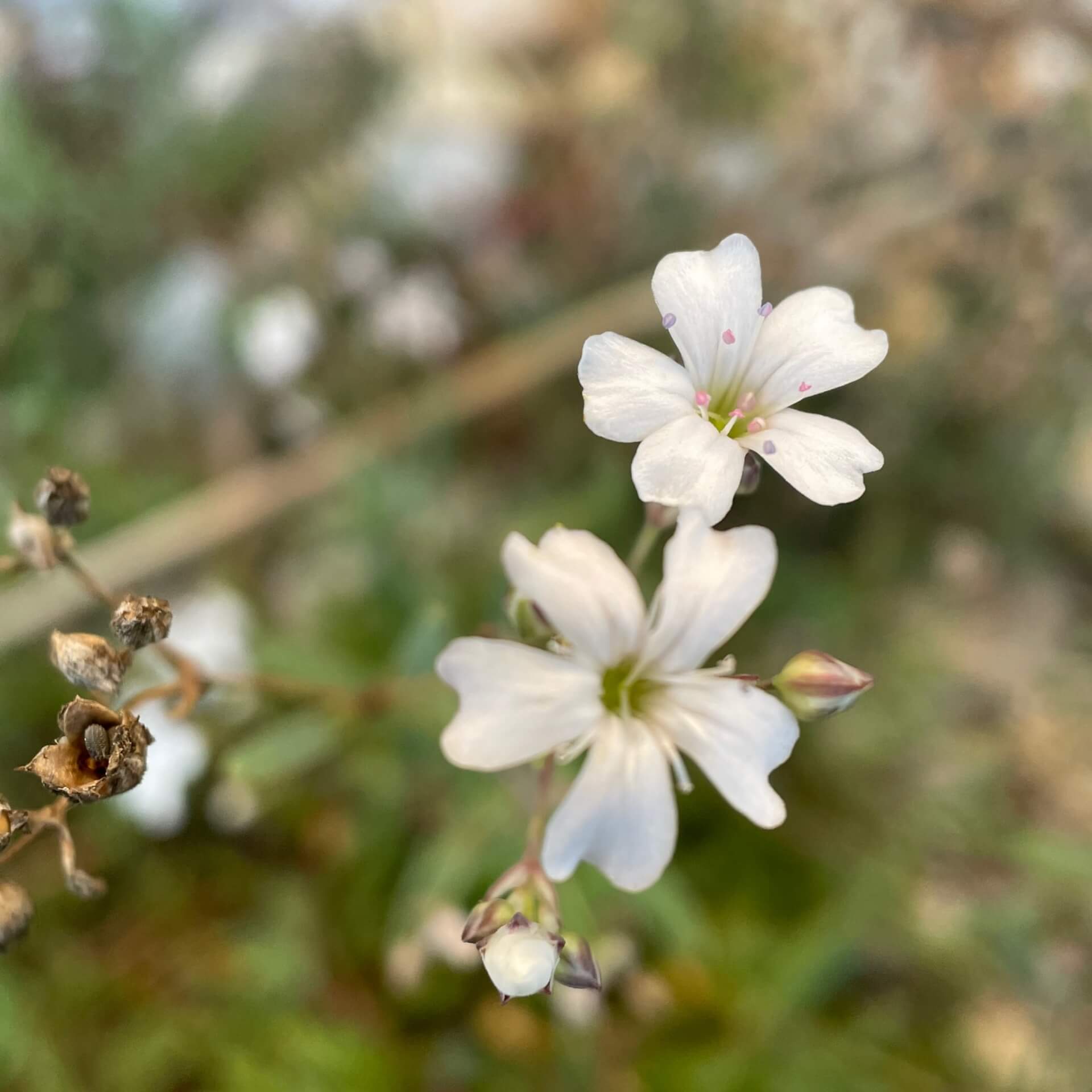 Kriechendes Gipskraut (Gypsophila repens)