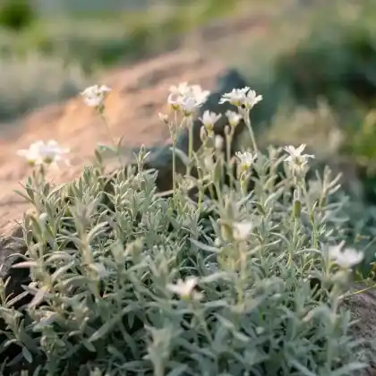 Foto von Kriechendes Gipskraut 'Alba' (Gypsophila repens 'Alba')