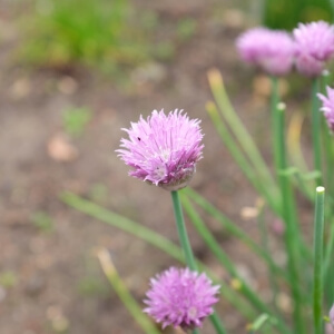 Allium schoenoprasum 'Forescate'