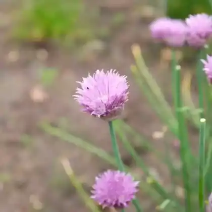 Foto von Schnittlauch 'Forescate' (Allium schoenoprasum 'Forescate')