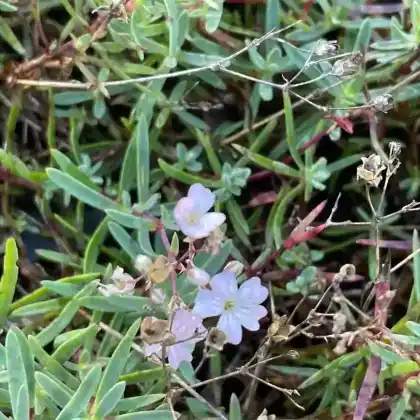 Foto von Kriechendes Gipskraut 'Pink Star' (Gypsophila repens 'Pink Star')