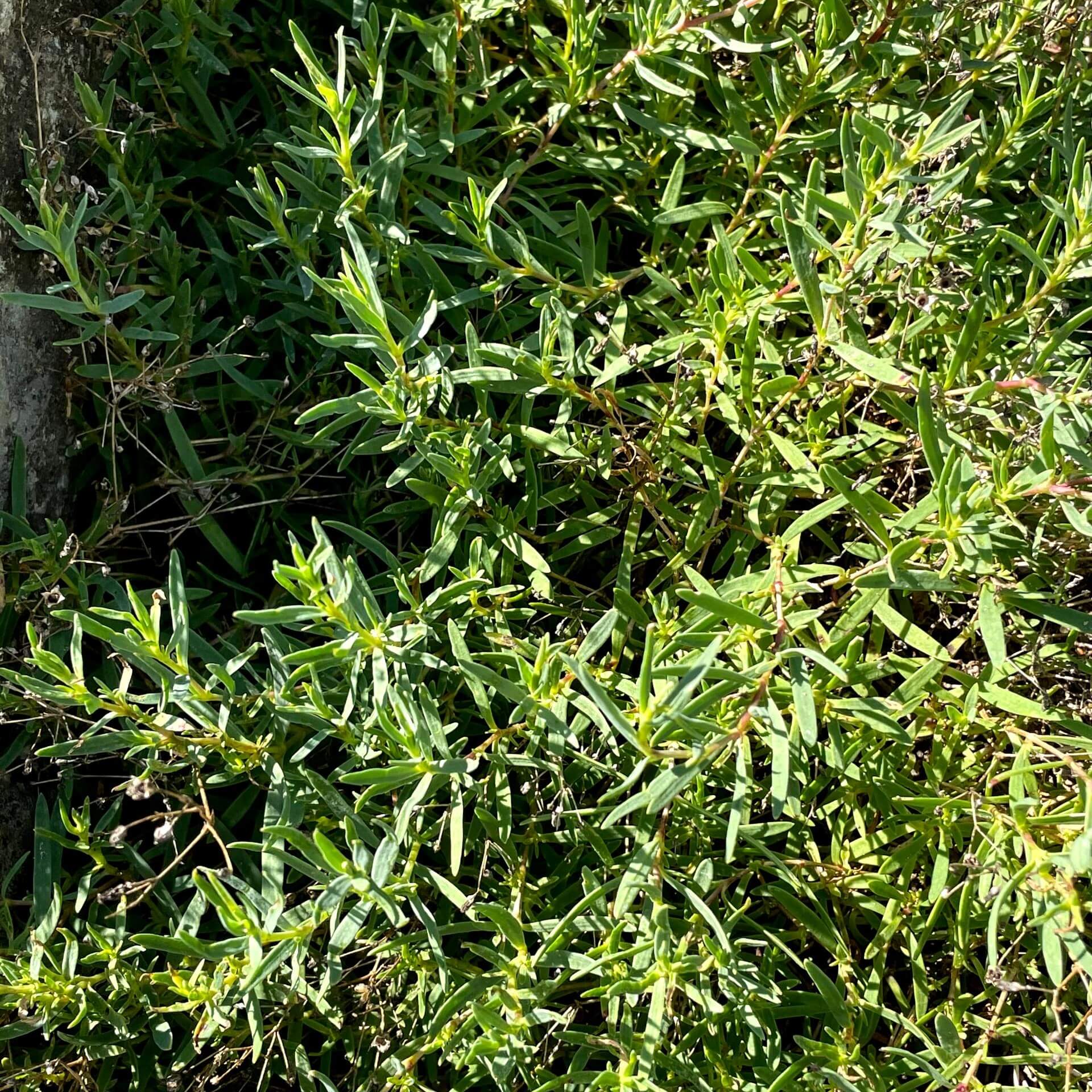 Teppich-Schleierkraut 'Rosea' (Gypsophila repens 'Rosea')