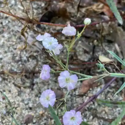 Foto von Kriechendes Gipskraut 'Rosenschleier' (Gypsophila repens 'Rosenschleier')
