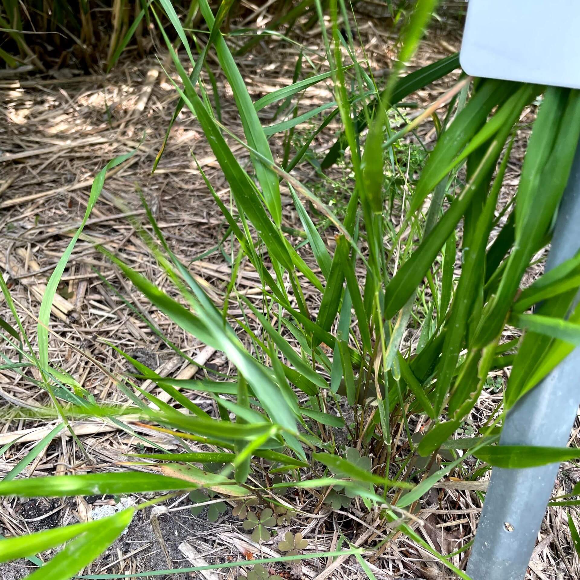 Japan-Zwergschilf (Hakonechloa macra)