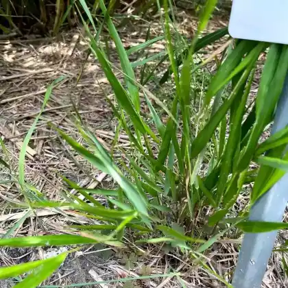 Foto von Japan-Zwergschilf (Hakonechloa macra)