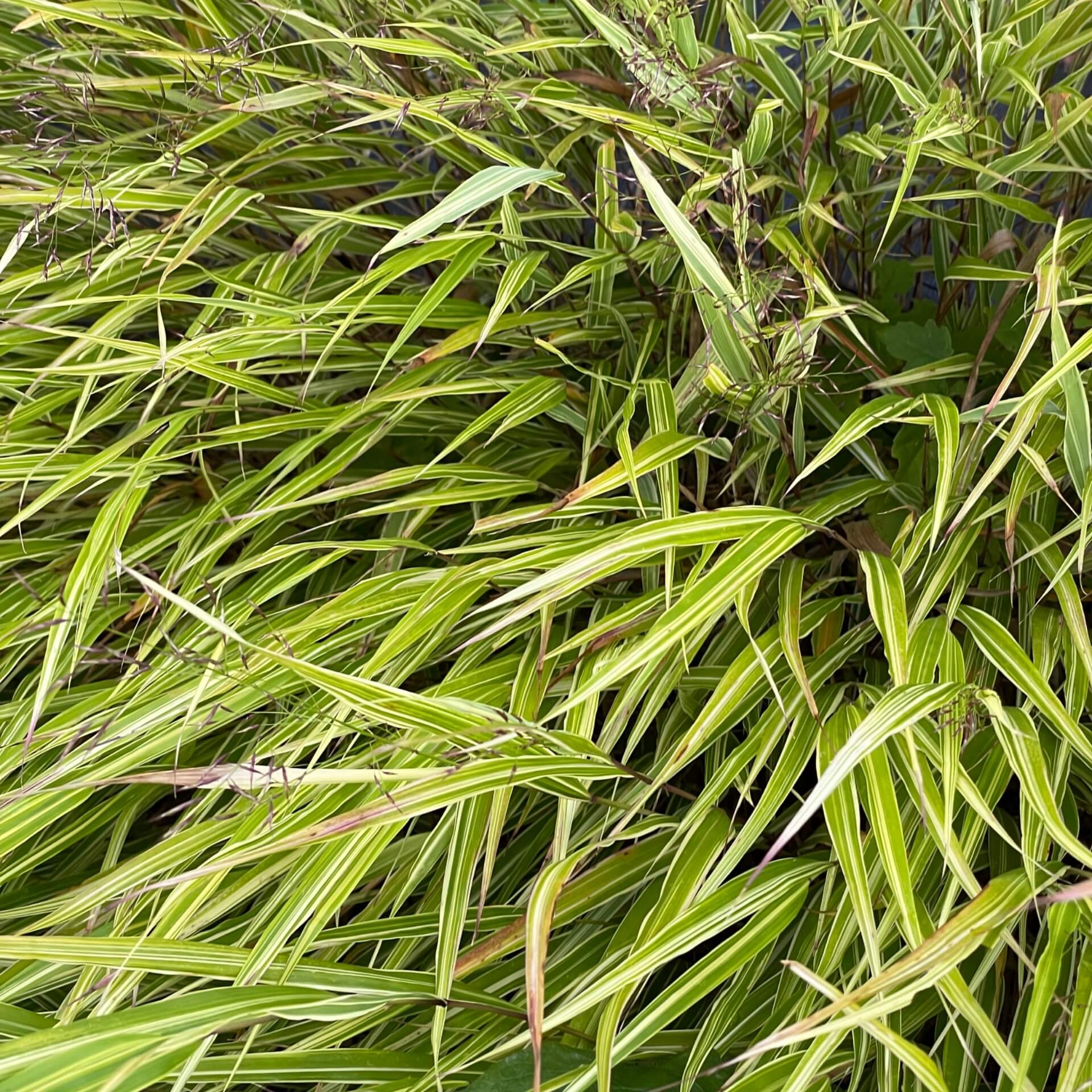 Japanisches Silberbandgras (Hakonechloa macra 'Albostriata')