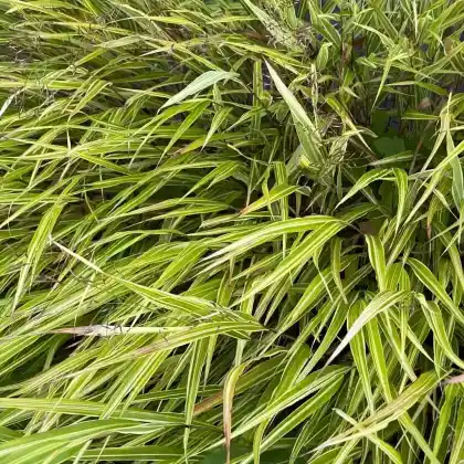 Foto von Japanisches Silberbandgras (Hakonechloa macra 'Albostriata')