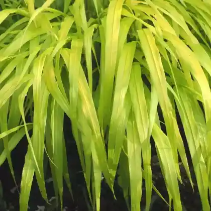 Foto von Japanisches Goldberggras 'All Gold' (Hakonechloa macra 'All Gold')