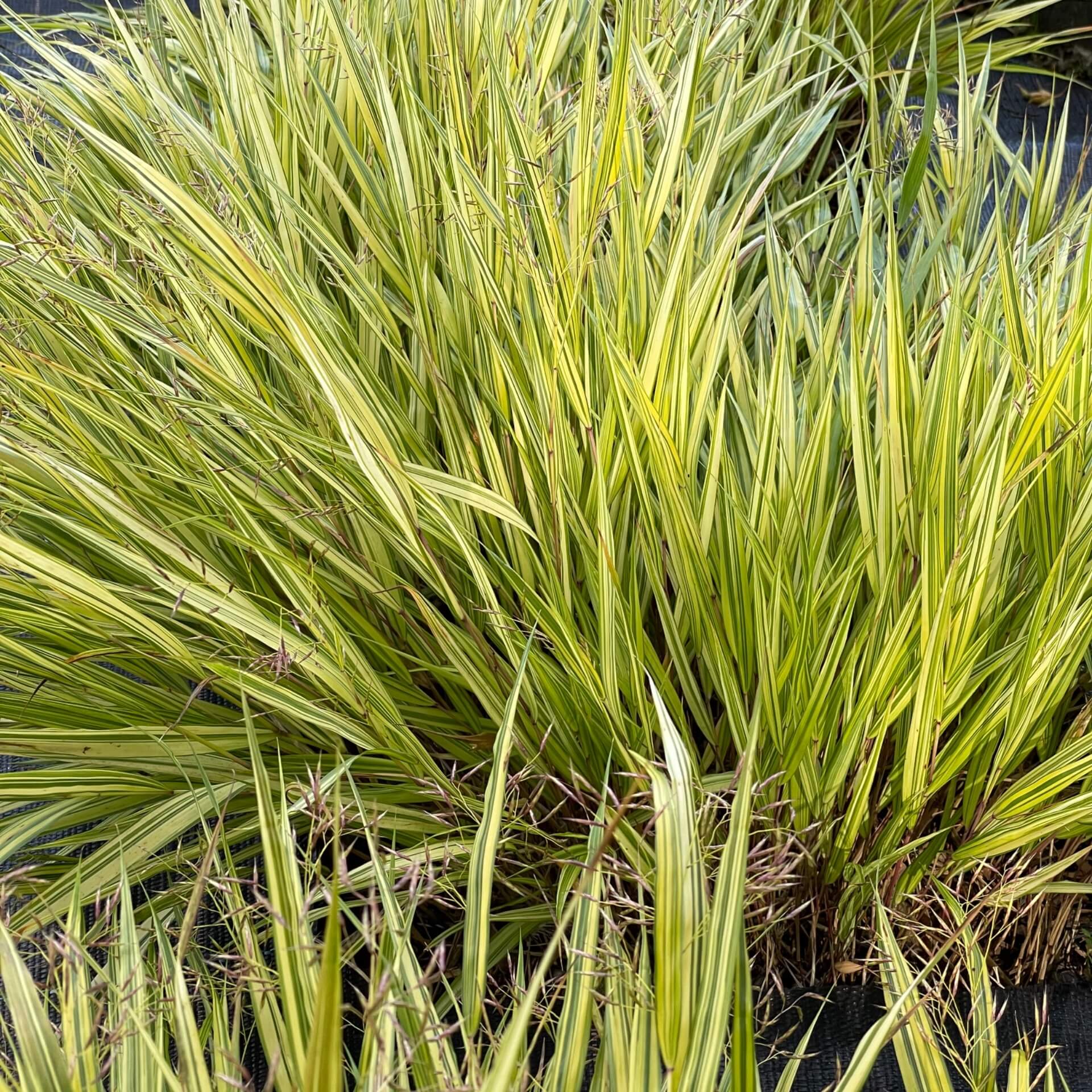 Gold-Japan-Berggras 'Aureola' (Hakonechloa macra 'Aureola')