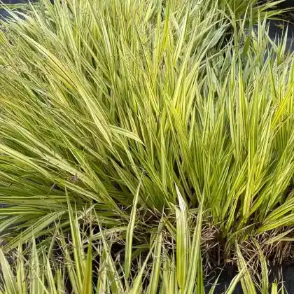 Foto von Gold-Japan-Berggras 'Aureola' (Hakonechloa macra 'Aureola')