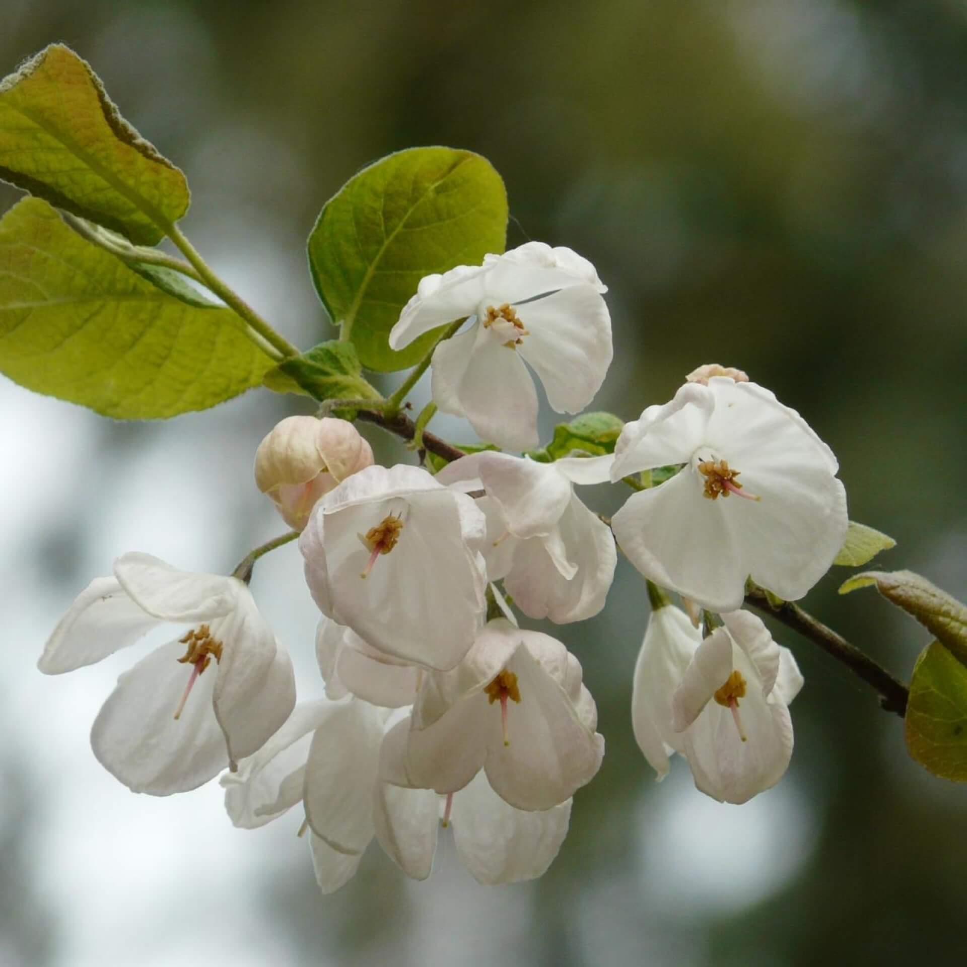 Carolina-Schneeglöckchenbaum (Halesia carolina)